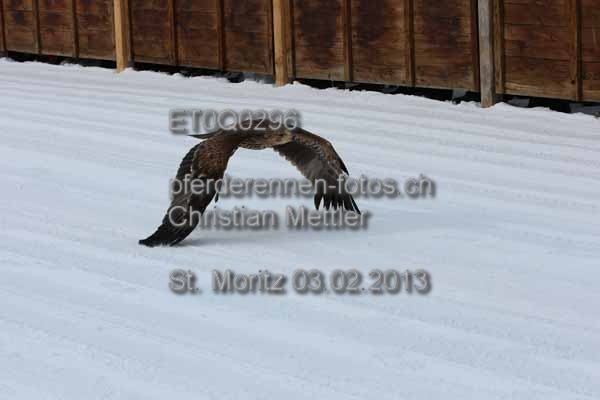 ET0Q0296 prot